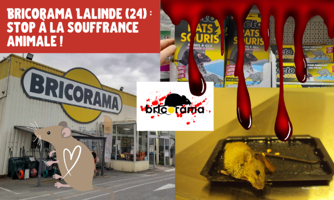 Bricorama de Lalinde (24) : stop aux pièges à colle !