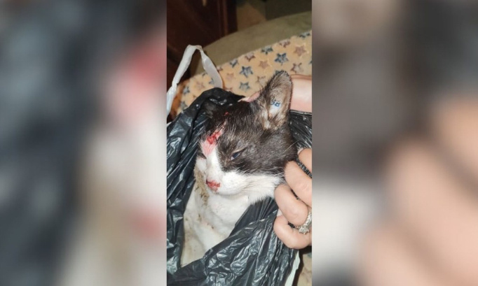 De vraies peines pour l'adolescent ayant tué un chat par balle et joué au foot avec son corps !