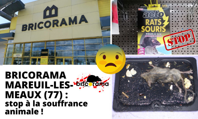 Stop aux pièges à colle à Bricorama Mareuil-lès-Meaux (77)