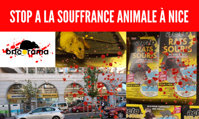 Stop aux pièges à colle Bricorama de Nice