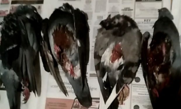 LOUVIERS (Eure), stop au massacre des pigeons-colombes !