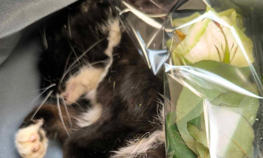 Justice pour notre chat Kyara tué par 2 chiens et pour tous les autres chats !