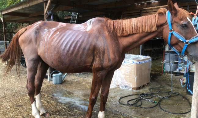 Mettons Fin à la Maltraitance des Chevaux dans un centre équestre à Faverolles-sur-Cher : Agissons Ensemble pour leur Protection