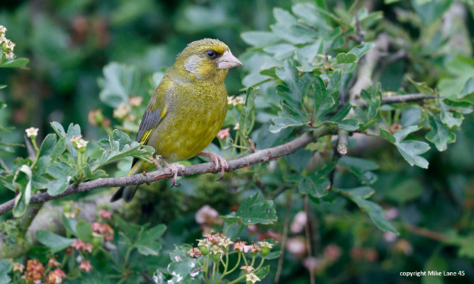 Destruction d’espèces protégées : non à l’impunité offerte par la Loi d’orientation agricole et non à un retour 35 ans en arrière