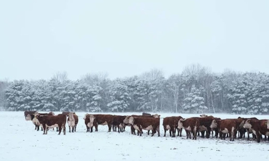 Pour l'obligation d'installation d'abris de prairie pour animaux