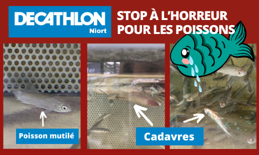 Decathlon Niort :                                                                                                                                     stop à l’horreur pour les poissons