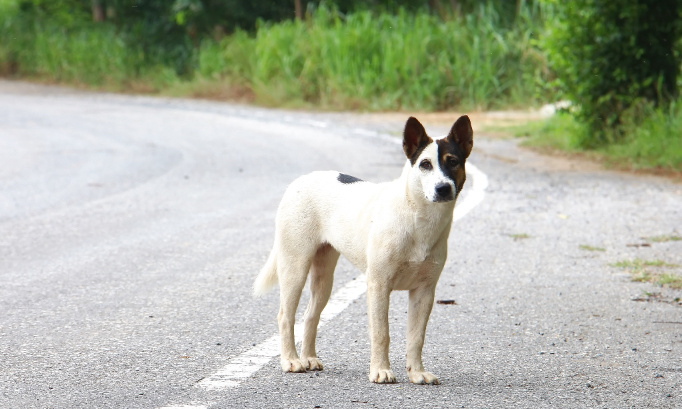 Urgence : Non à l’arrêté en vigueur pour l’abattage des chiens errants en Hautes-Vienne !