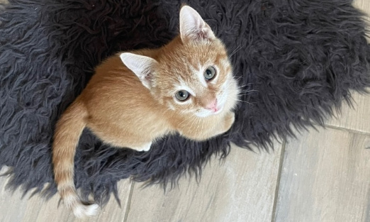 Justice pour Nuggets, victime de la cruauté et de la barbarie humaine !