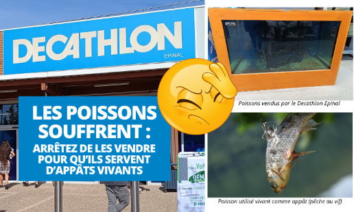Decathlon Epinal, les poissons souffrent : arrêtez de les vendre pour qu’ils servent d’appâts vivants.