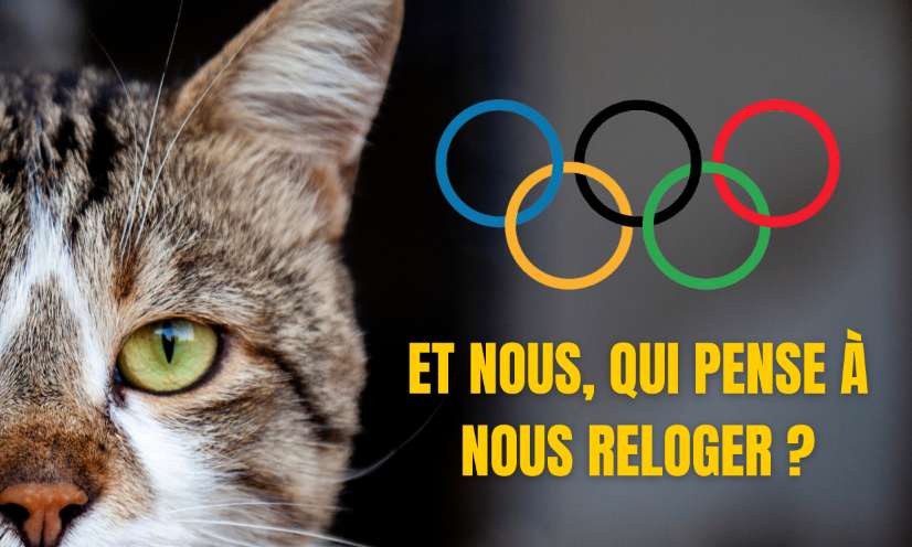 URGENCE : PROTÉGEONS LES CHATS SAUVAGES MENACÉS PAR LES J.O. !