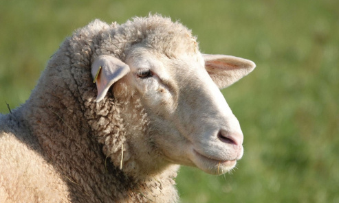 Pour l'interdiction de l'abattage rituel sans étourdissement