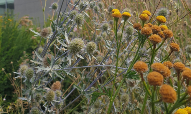 Sauvons la Friche de L’Arbrefontaine : pour un espace vert dans le centre de Liège !