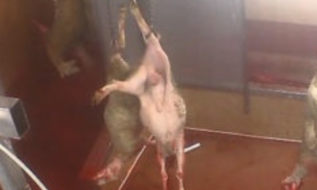 Contre l'abattage rituel à domicile à Liège en contradiction avec le code du bien-être animal wallon !