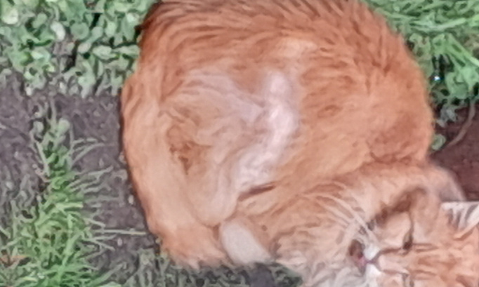 URGENT, les chats libres de Fontevraud l'Abbaye vnt mourrir de faim et de soif.