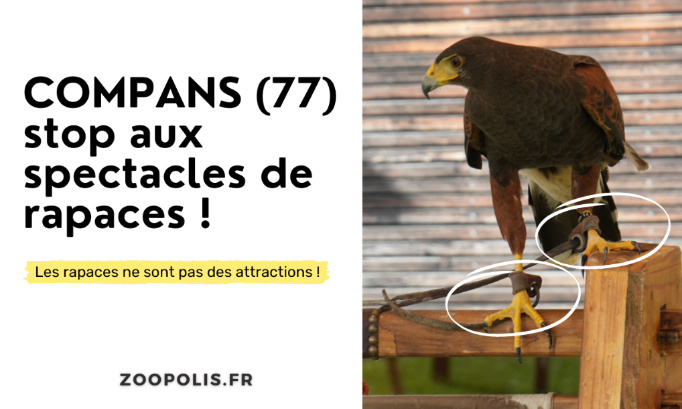 Médiévales de Compans : STOP aux spectacles de rapaces !