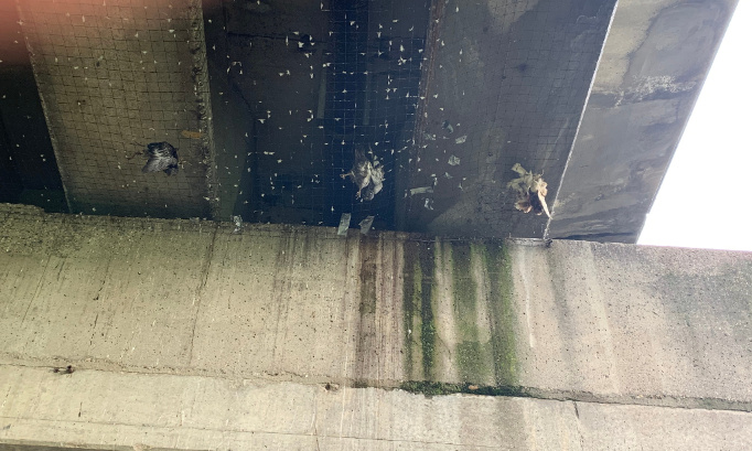 La souffrance des pigeons sous l'Europabrug : pour une solution durable et humaine