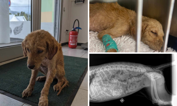 Justice pour Romi, une chienne piétinée à la Réunion !