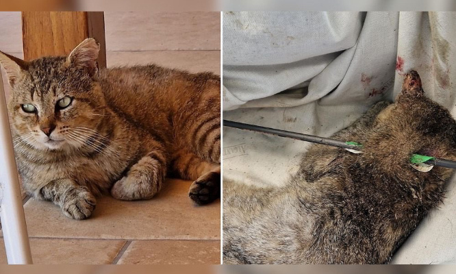 Justice pour Blanco, le chat transpercé par une flèche d'arbalète !