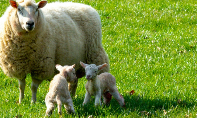 Non à l'abattage rituel à domicile autorisé à Seraing en contradiction avec le bien-être animal