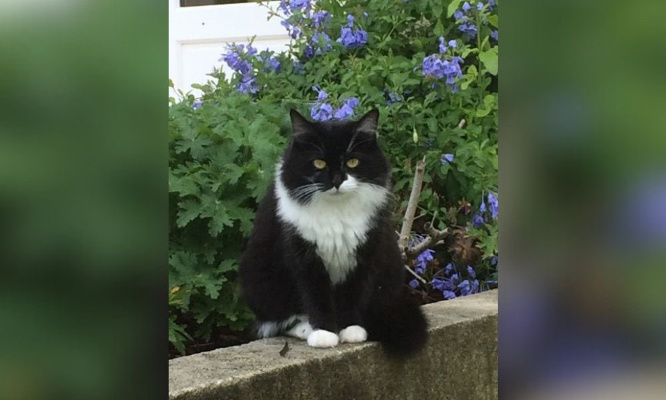 SOS : Il faut sauver les 150 chats de Mahine Association Bastet !