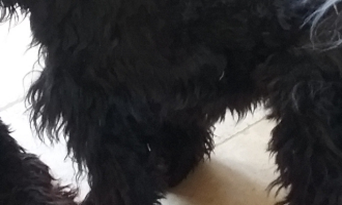 Arr&ecirc;tez la souffrance des animaux et la cruaut&eacute;. Ils ont  un petit coeur eux aussi.et demande que de l'amour