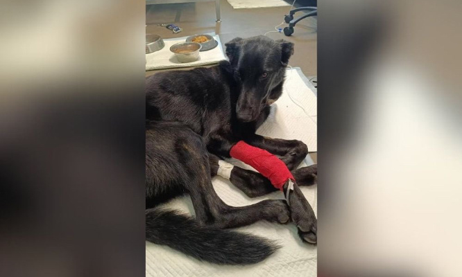 Justice pour Taz drogué par sa maitresse !