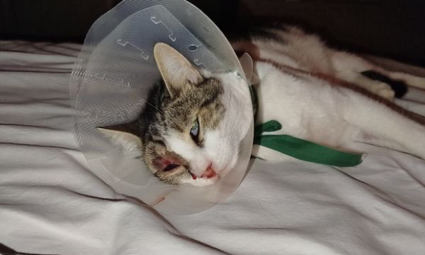 Justice pour Plume, Camel et tous les autres chats victimes de tirs de carabine !