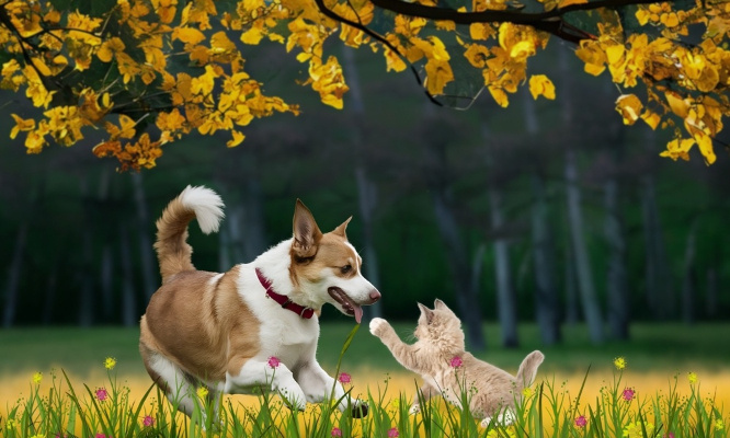 Bien être animal : pour une stérilisation obligatoire des chiens et chats, un contrôle strict des éleveurs et une application ferme des lois pour maltraitance !