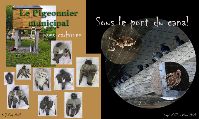 À Saint-Quentin (et ailleurs) Régulons les pigeons autrement . . .