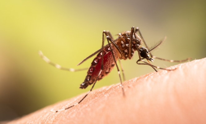 Stop à l'invasion de moustiques dans notre village !