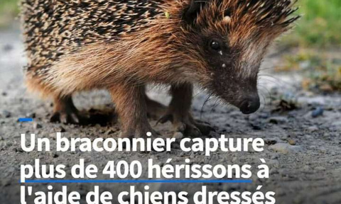 Justice pour les 400 hérissons, tués par un braconnier en Gironde.