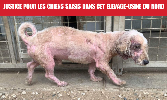 Justice pour les chiens saisis dans cet élevage-usine du Nord