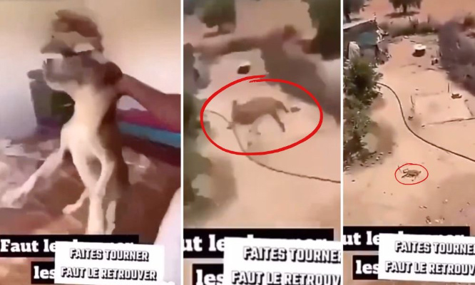 Justice pour le chien jeté par la fenêtre par un adolescent !