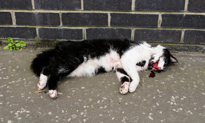 Mettons fin au concours de chasse aux chats errants en Nouvelle-Zélande !