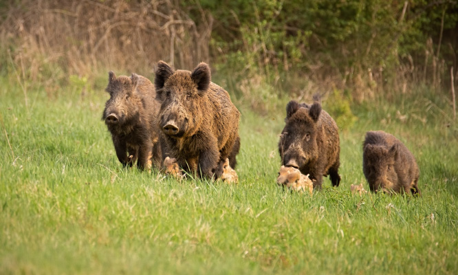 Interdisons la chasse