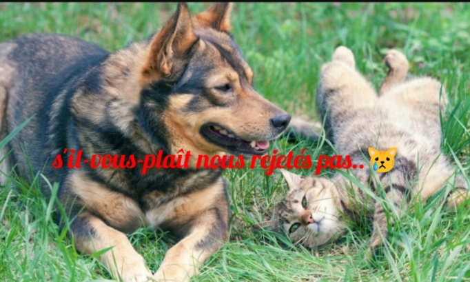 Rétablissez l'accès au parc pour les animaux domestiques