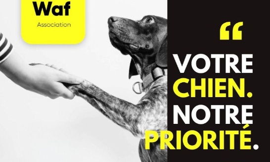 Sauvons nos Chiens : Unissons-nous Contre les Vols, Abandons et Maltraitance !