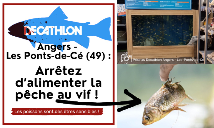 Decathlon Angers - Les Ponts-de-Cé : Arrêtez d’alimenter la pêche au vif