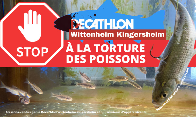 Decathlon Mulhouse Wittenheim Kingersheim : stop à la torture des poissons