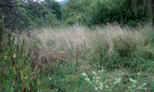 Entretenir d'urgence le terrain et les haies de la parcelle WD59 cise &agrave; Alan, lieu dit Labarth&egrave;re (risque d'incendie)
