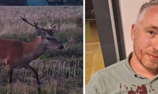 Ne tuez pas le cerf