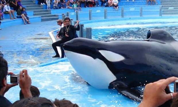 Soyons contre les aquariums et les parcs marins !