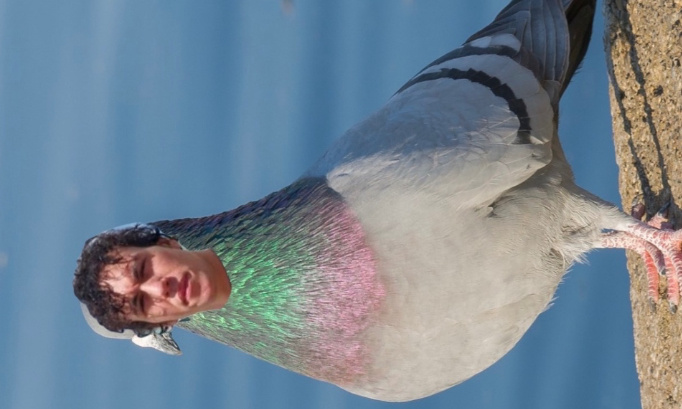 Inscrire les pigeons de bich&acirc;t en tant qu&rsquo;esp&egrave;ce prot&eacute;g&eacute;e
