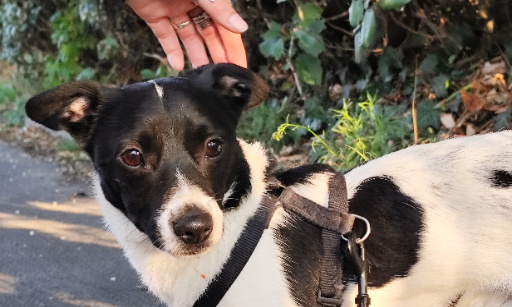 Adoptons Angel