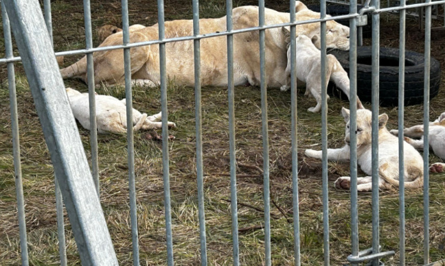 Victoire : Lionceaux du cirque Zavatta - le temps est compté !