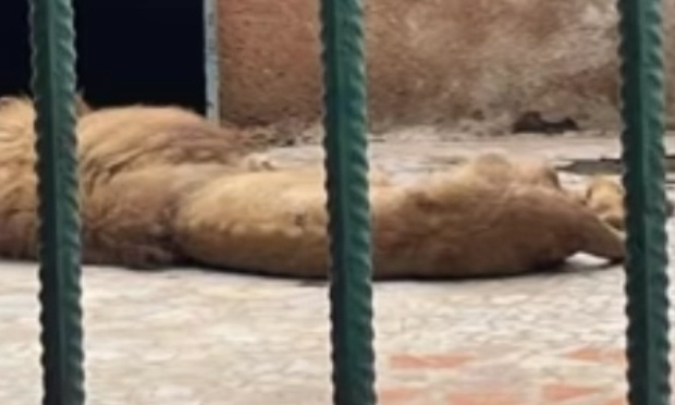 La Fermeture de parc Hann pour la vie des animaux