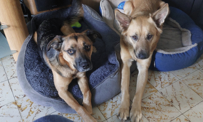 Contre la taxation de la d&eacute;tention d'un chien en france .