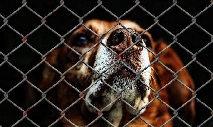 Bloquer la loi sur la taxe animale