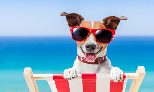 Pour que nos animaux soient tous mieux accueillis sur nos lieux de vacances !