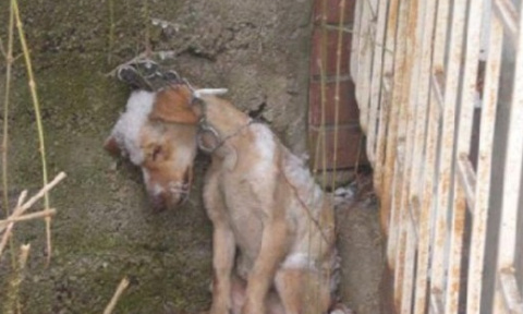 Stop à l'abandon et à la maltraitance animale !